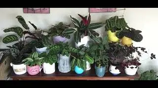 &ldquo;Living on a Prayer&rdquo; Plant time-lapse