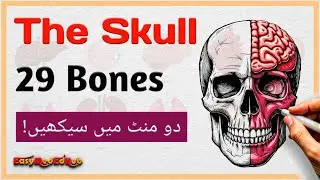 The Skull Anatomy Explained in Hindi | Cranial, Facial, Hyoid & Ear Bones | EasyMedEdHub