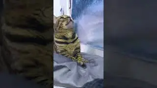 Training Dunkin the bengal cat tricks.  #cat #shorts #youtubeshorts #tricks #youtube #training