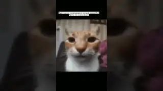 мем#врекомендации #meme#мем