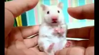 Dramatic Animals