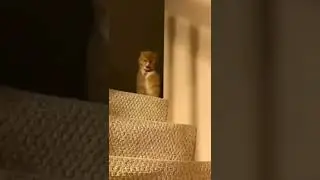 Weee meme video
