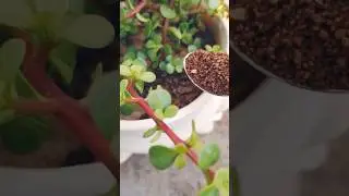 Boost Your Plant Growth With Used Tea Leaves🪴🪴☘️☘️#shorts #plants #gardening