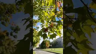 First signs of fall on campus #unioncollege #fallleaves #itshappening