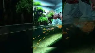 Đ&agrave;n c&aacute; trong bể c&oacute; th&ecirc;m h&agrave;ng x&oacute;m mới 🐠😲