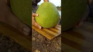 giant orange | special pomelo pickles 😋 ජම්බෝල #chakotra #giant  #pomelo