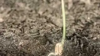 Wheat growing timelapse
