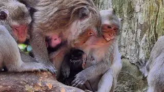 Great young mom Jazzy has p@tience adapt to s@fe from i_nterfers by Blacky