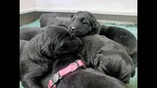 Audi and Louis' Combo Pups, 10 days Old