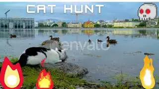 How Cat Hunt Duck  2022  ##😂 - Best  Cats Videos 😺😍