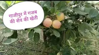 गाजीपुर में गजब की सेव की खेती ||#Ghazipur me #Sev ki kheti #apple form house