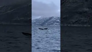 #Whale #Orca #Norway🇧🇻