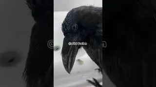 The Shocking Reason You Can&rsquo;t Own a Crow in U.S#animals #wildanimals #animallife #wildlife #trending