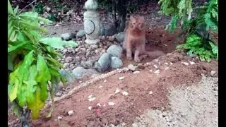 A Cat Named Nana Still Visits The Grave of Its Owner