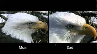 Decorah Eagles - How to Tell Difference between Mom and Dad