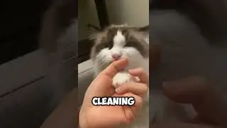 4 Signs your Cat is trying to apologize to you!😸
