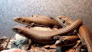 juvenile sudan plated lizards