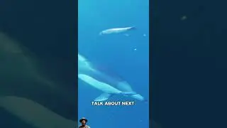 Dolphins NEVER Sleep?! The Crazy Truth Behind Their Secret Superpower!