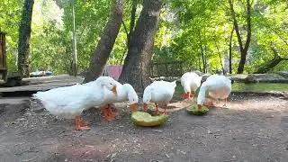 Yazılı kanyon Tabiat parkı Beyaz Kazlar karpuz yiyiyor. doğa Dev &Ccedil;am ağa&ccedil;ları dağlardan gelen Sular.