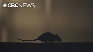 Canine rodent detection service launched in Metro Vancouver