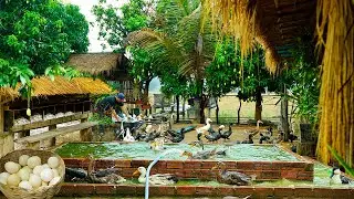 Duck Farming Secrets: The Village Tradition of Processing | How To Raise Muscovy Duck