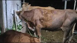 🌿 Just a Calm Farm Live — Relax & Stay a While 🐄` #animals #cows #farmer