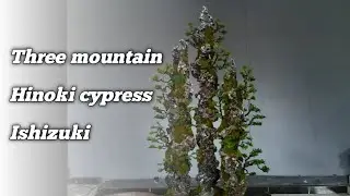 Three mountain hinoki cypress ishizuki