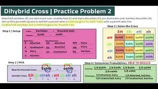 Unit 4.2 | Level 4 (SHORTCUT!) - Dihybrid Cross