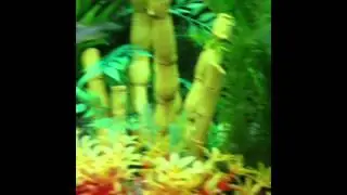 Tropical fish 120 ltr tank