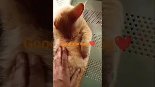 good morning little kitty #goodmorning #catcomedy
