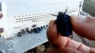 طريقة التخلص من الخنفساء والنمل