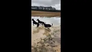 Racing Greyhound Saplings Enjoying the Muddy Fields