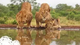 Nature's beauty🐅 #4KWildlife #TigerIn4K #LionIn4K #EagleIn4K #WildlifeDocumentary #NatureIn4K