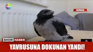 Yavrusuna dokunan yandı!