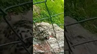 Angry Snow Leopard 🐆 The Snow Leopard Got Angry #snowleopard #tiger #trending #viral #shorts
