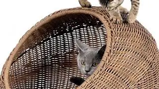 Wicker Cat Bed Dome 🐾🛋️ | Stylish & Cozy Hideaway for Indoor Cats!