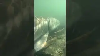 Underwater Journey With a Giant Sturgeon 🐟💦