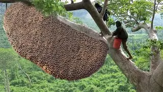尼泊爾人攀爬30米大樹采集蜂蜜，蟄的遍體鱗傷只為養活一家老小 #即錄觀世界 #紀錄片 #電影 #北極 #因紐特人