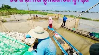 Dở chà trúng Mùa! Trên sông Hậu . Cồn Khánh Hoà -