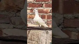Like, subscribe, Karo #white #potato #Kabutar 🕊️❤️