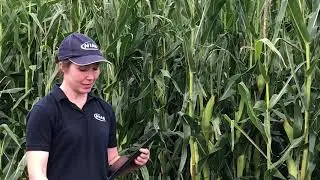 Maize trials 2020