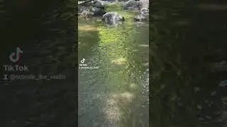 #calm #creek #nature #outdoors #peace #stream