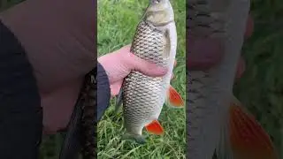 I crave more fishing #fishinglife #fishingshorts #fishingvideo #fishing #outdoors #outdoorlife