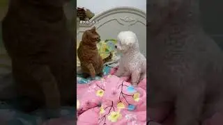 Hilarious Dog Fight Moments: Adorable Pooch Brawls#FunnyDogs #DogFightMoments #PuppyPlaytime