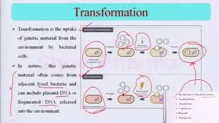  Microbial genetic, pharmaceutical biotechnology  b. pharmacy #biotechnology 