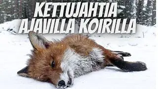 Kettujahtia Kauhavan lakeuksilla | 2026