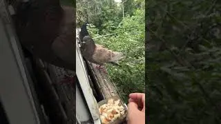 Сары кептер #кептер #голуби #pigeon #piccione #taube #kabutar #कबूतर #鳩 #鸽子 #비둘기 #Pombo #due #shorts