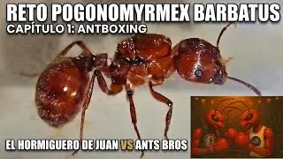 RETO POGONOMYRMEX BARBATUS. Round-1 Antboxing. El Hormiguero de Juan VS Ants Bros. 🐜👊💥👊🐜