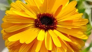 beautiful Calendula Blooming | Winter flower | #short | short