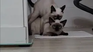 I CAN'T BELIEVE CATS MATING TOO EARLY 